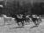 Horse herd by Tim Hgele